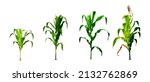 Corn Growing Process Realistic...
