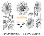  a collection of sunflowers... | Shutterstock .eps vector #1129798046