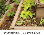 Small photo of amateurish home planting of vegetables for more healthy lifestyle