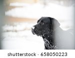 Dog on a winter walk