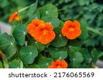 The Pretty Orange Flowers Of...