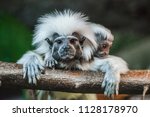 Cotton Top Tamarin With Baby...