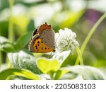 Small photo of Japanese Copper butterfly, Lycaena phlaeas daimio, resting on a small white flower along a walking path in Yokohama, Japan.