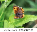 Small photo of Japanese Copper butterfly, Lycaena phlaeas daimio, resting on bush leaves along a walking path in Yokohama, Japan.