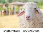 Sheep On A Sheep Farm For...