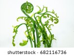 Small photo of Close-up Fiddle head Green Fern on white background