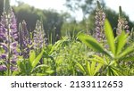 Small photo of Violet lupin wildflowers on meadow flowerscape. Purple mauve lupine flowers on lawn or field. Lilac lupinus bloom or blossom on spring lea. Springtime or summer forest glade. Bluebonnet inflorescence.