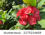 Small photo of Euphorbia geroldii commonly called Gerold's Spurge or Thornless Crown of Thorns a species of plant in the family Euphorbiaceae.