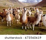 Llamas And Alpacas Of Peru