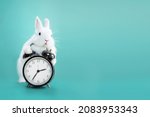 White bunny with clock on blue backgroung