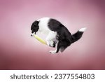 Small photo of clever black and white border collie dog catching yellow frisbee near purple glass building in the city centre