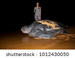 Small photo of Cayenne/French Guiana - 05.05.2015: A human compared to the largest living turtle, the leatherback sea turtle (Dermochelys coriacea)