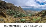 A beautiful panoramic view on the mountainous landscape surrounding the Koitoboss peak in Mount Elgon National Park, Kenya. Giant grondsels (Dendrosenecio) can be seen among other plants.