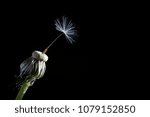 The last seed of a dandelion isolated on black background as a concept for resilience or loneliness.