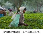 Small photo of GOLAGHAT, ASSAM, INDIA – APRIL 18, 2007 : Woman tea piker of Assam tea garden in lowland of Brahmaputra river valley.
