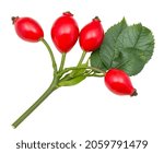 Red rose hips and green leaves on briar stem isolated on a white background. Rosa canina. Close-up of sweet ripe rosehip fruits on fresh brier twig. Cooking ingredient for pies or jam and tea or wine.