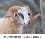 Portrait of a sheep in croatia...