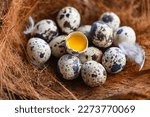 Quail eggs on birds nest  fresh ...