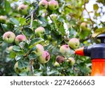 Spraying an apple tree with fruits from codling moth and aphids. Treatment of apple trees with copper sulphate and ammonia.