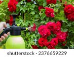 Small photo of Spraying flowers of red roses with a solution of copper sulfate from pests and diseases, close-up.
