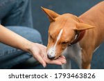 Unrecognizable person, man or woman, hand of owner is feeding beautiful smart hungry dog from arm. Training of Basenji pedigree dog, cute beautiful pet, puppy outdoors.