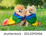 Two happy friends Pomeranian Spitz dogs lying on the grass on rainbow LGBT color flag smiling with tongue out at summer. Gay pride animals. Homosexual relationships and transgender orientation concept