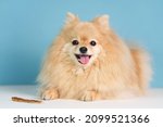 Small photo of Portrait of happy healthy positive funny puppy, beautiful cheerful Pomeranian Spitz dog is smiling and looking at camera. Training, feeding of dog with stick or treat. Dog food, delicacy. Love pet