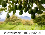 group of avocados hanging on a tree
