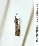 Small photo of Beautiful moth climbing on the wall in Thailand. Utetheisa pulchella, the crimson-speckled flunkey, crimson-speckled footman, or crimson-speckled moth is a moth of the family Erebidae.