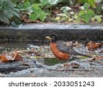 Bird in NYC. American robin (Turdus migratorius) take a bath in a public park in Manhattan, New York City.  