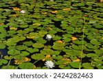 Lily pads in leverett...