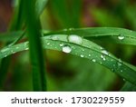 Green Grass With Drops Of Water ...