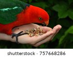 Hand Feeding King Parrot