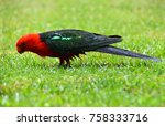 Male King Parrot In The Rain