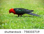 Male King Parrot In The Rain
