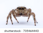 Extreme Close Up Shot Bug , Insect Jumping Spider Isolated On White Background.