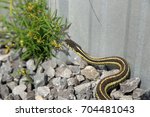 Garter Snake On Gravel Beside A ...