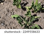 Small photo of Field that is too dry with puny sugar beet plants. A result of climate change.