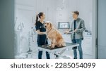 Small photo of Young Man in Glasses, Accompanying His Pet Golden Retriever at Doctor's Appointment at Veterinary Clinic. Dog Standing on Examination Table While Female Vet with Stethoscope Inspects the Pet