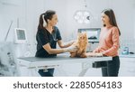 Small photo of Young Beautiful Female Holding Pet at Doctor's Appointment at a Modern Veterinary Clinic. Red Maine Coon Stands on Examination Table While Female Vet Inspects the Cat
