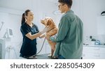 Small photo of Male Dog Parent Brings His Furry Companion to a Contemporary Veterinary Clinic for a Check Up Visit. Golden Retriever Sits on the Examination Table as a Female Veterinarian Looks Over the Pet