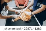 Small photo of Female and Male Veterinarians Treating a Small Wound on a Foreleg of a Maine Coon. Professional Vet in a Modern Veterinary Clinic Wrapping Cat's Paw on Examination Table