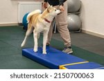Small photo of Professional dog trainer practicing obedience commands for agility performance. perfect footwork