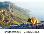 Small photo of Cute Dassie rat around sunset time on Table Mountain in Capetown, South Africa