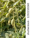 Small photo of A useful, medicinal plant (Ecballium elaterium) grows in a field on an autumn day.