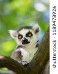 Closeup Of Ring Tailed Lemur ...