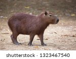 Capybara  Hydrochoerus...