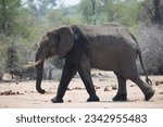 Small photo of african savanna elephants, Loxodonta africana, walking over through the open forest and savanna and eating from the scrubs