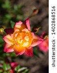 Small photo of Multifarious colored rose in rays of the sun. Beautiful roses "Baby Masquerade" (Tanba, Tanbakede, Baby Carnival, Baby Carnaval) and rose buds in the garden.