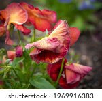 Small photo of ghastly red pansy in the garden, with green leaves and blue flowers in the background